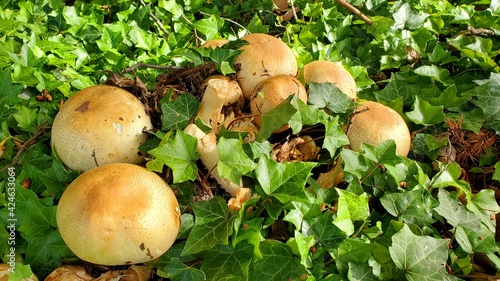 Ripe yummy wild mushrooms among green plants
