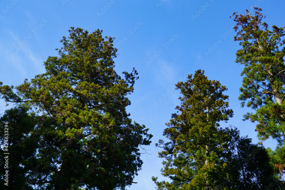 杉の木と青空