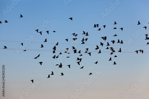 a large number of birds