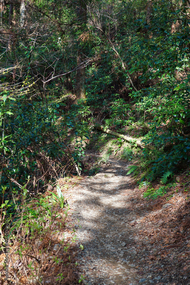 高尾山の登山道 蛇滝コース 春 高尾山の登山道 蛇滝コース 春