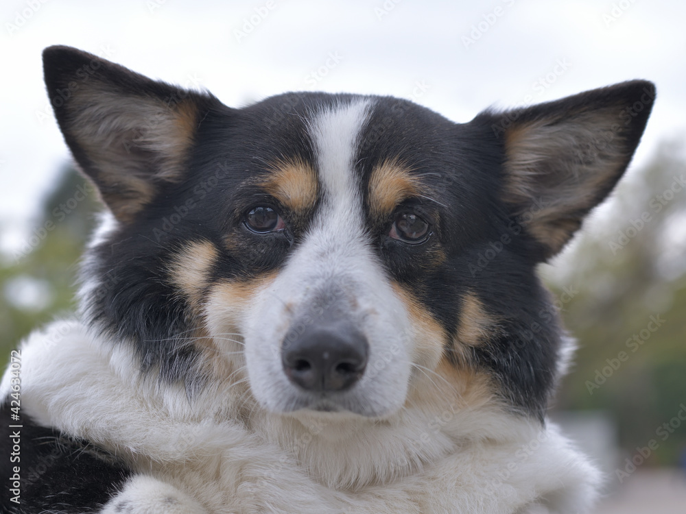 Laughing Corgi dog face up Laughing Corgi dog face up