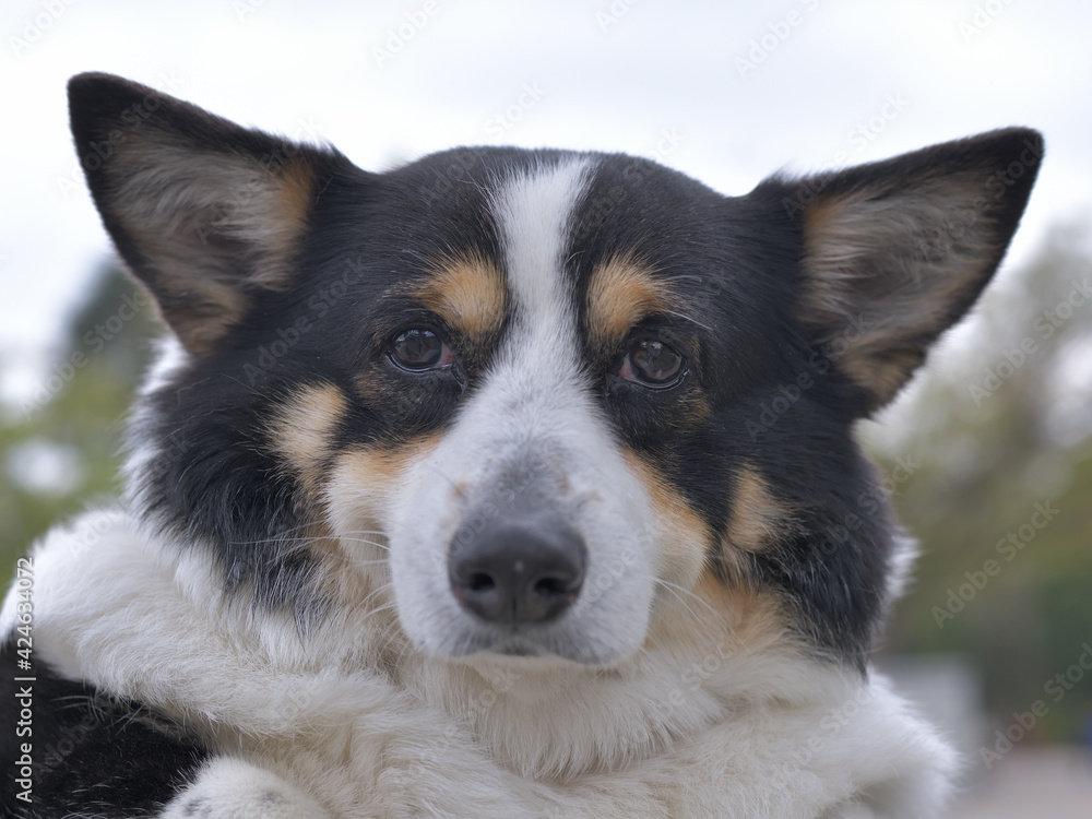 Laughing Corgi dog face up