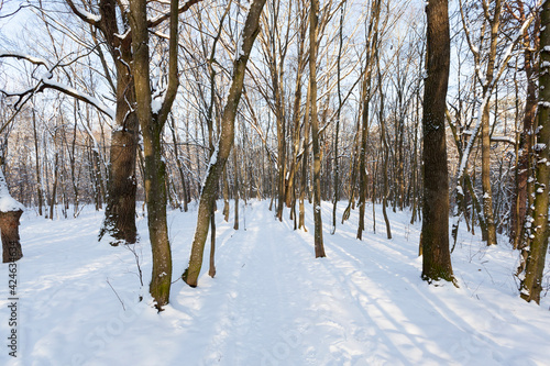 deciduous trees without foliage in the winter season