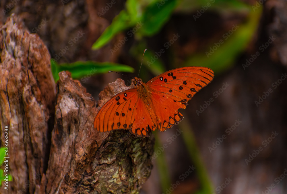 Mariposa monarca polinizando. Canelones<Uruguay Mariposa monarca polinizando. Canelones<Uruguay