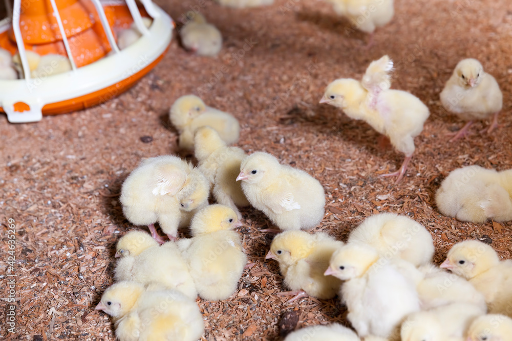 young meat chicken chicks