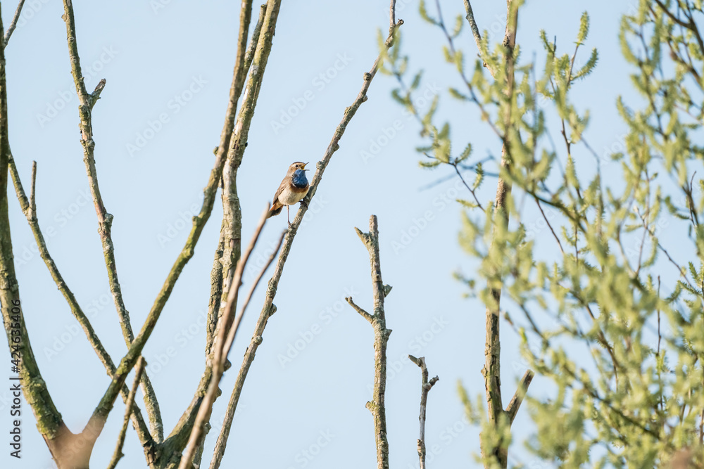 bluethroat on a branch bluethroat on a branch