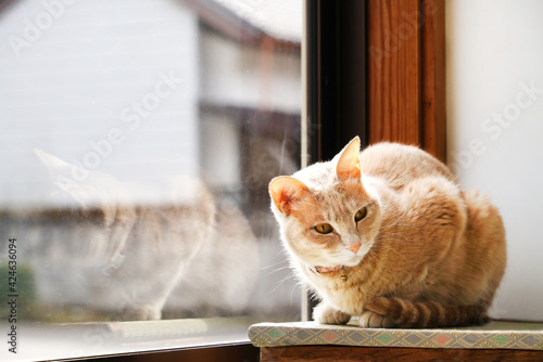 窓際で寛ぐ猫