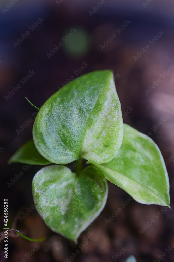 Young leaves grow in spring, closeup. HD image Young leaves grow in spring, closeup. HD image
