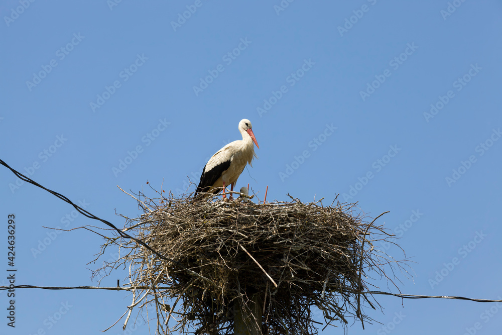 Fototapeta premium common white stork