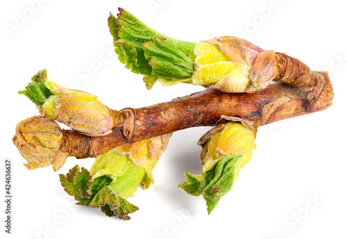 Closeup on Ribes Nigrum Twig with Bud Opening and Young Green Leaves. Also Known as Blackcurrant or Cassis. Isoalated on White.