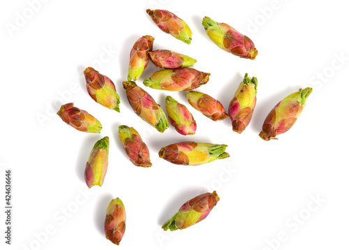 Black Currant (Blackcurrant) Buds Isolated on White Background (Ribes Nigrum or Cassis). Top View.
