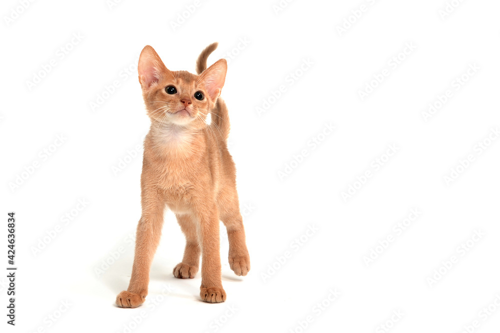 Abyssinian ginger cat stands on a white background