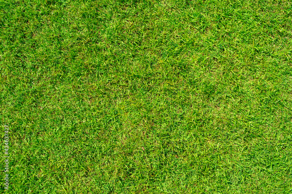 Naklejka Tekstura tło zielonej trawy służy do tworzenia boisk sportowych, takich jak golf, piłka nożna, piłka nożna i ogrodnictwo. Zbliżenie.