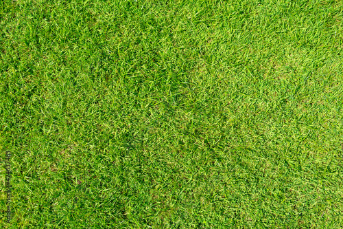 Texture background of green grass is used to make sports fields such as golf, soccer, football and gardening. Close-up.