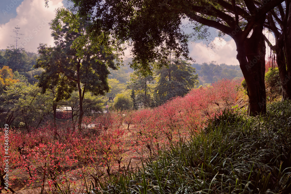 Mount Xiqiao, Foshan, Guangdong, China. The mountain is an important scenic area and designated as a national forest park and national geological park. Chinese plum blossom. Mount Xiqiao, Foshan, Guangdong, China. The mountain is an important scenic area and designated as a national forest park and national geological park. Chinese plum blossom.