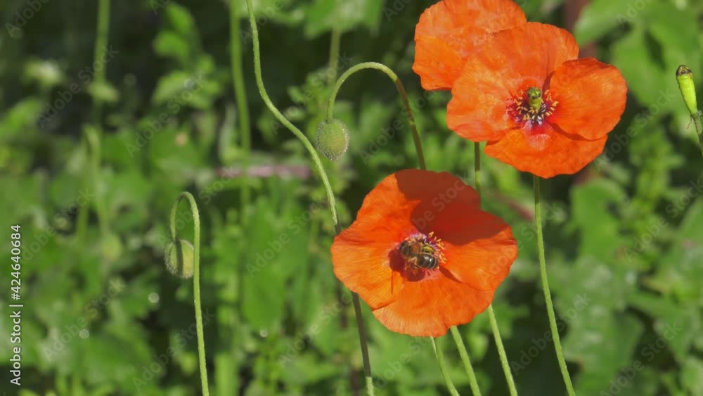 Honey bee flying and landing on red poppy flower in the garden, slowmo Honey bee flying and landing on red poppy flower in the garden, slowmo