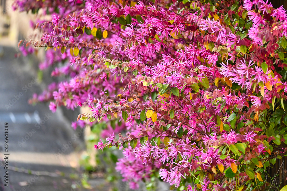 Obraz premium ピンクの花の春の木