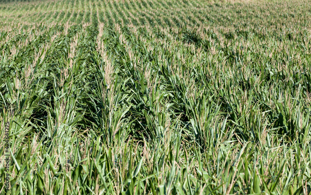 agricultural field where green corn grows, closeup agricultural field where green corn grows, closeup