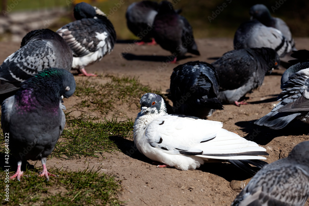 Obraz premium hungry pigeons living in the city in autumn and winter