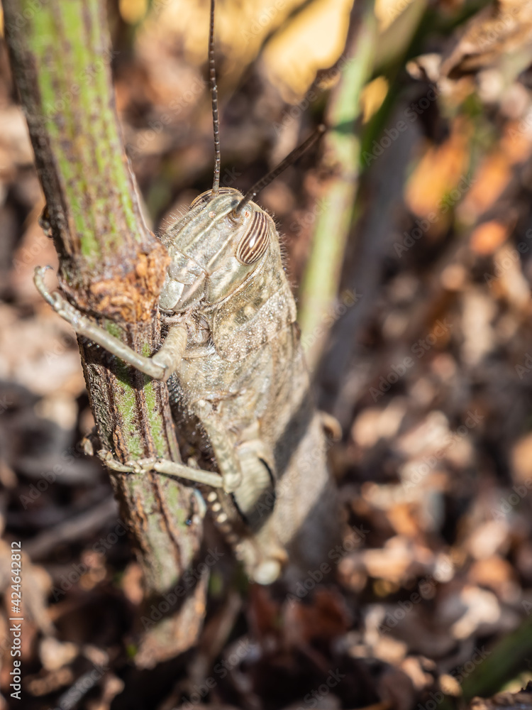 Close-up of a brown grasshopper or Caelifera camouflaged in its natural environment among leaves and branches Close-up of a brown grasshopper or Caelifera camouflaged in its natural environment among leaves and branches