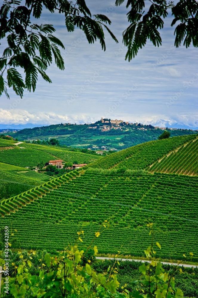 Scenic view of hill and valley of wine grape vineyards in the  Piedmont region of Italy growing Nebiolo, Barbera, and Dolcetto.