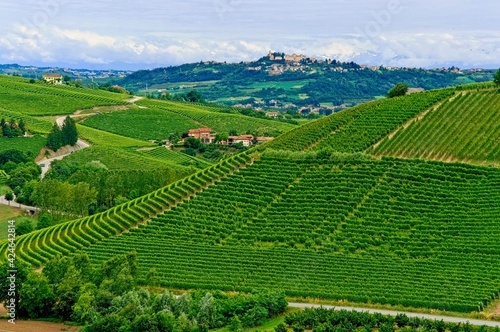 Scenic view of hill and valley of wine grape vineyards in the Piedmont region of Italy growing Nebiolo, Barbera, and Dolcetto.