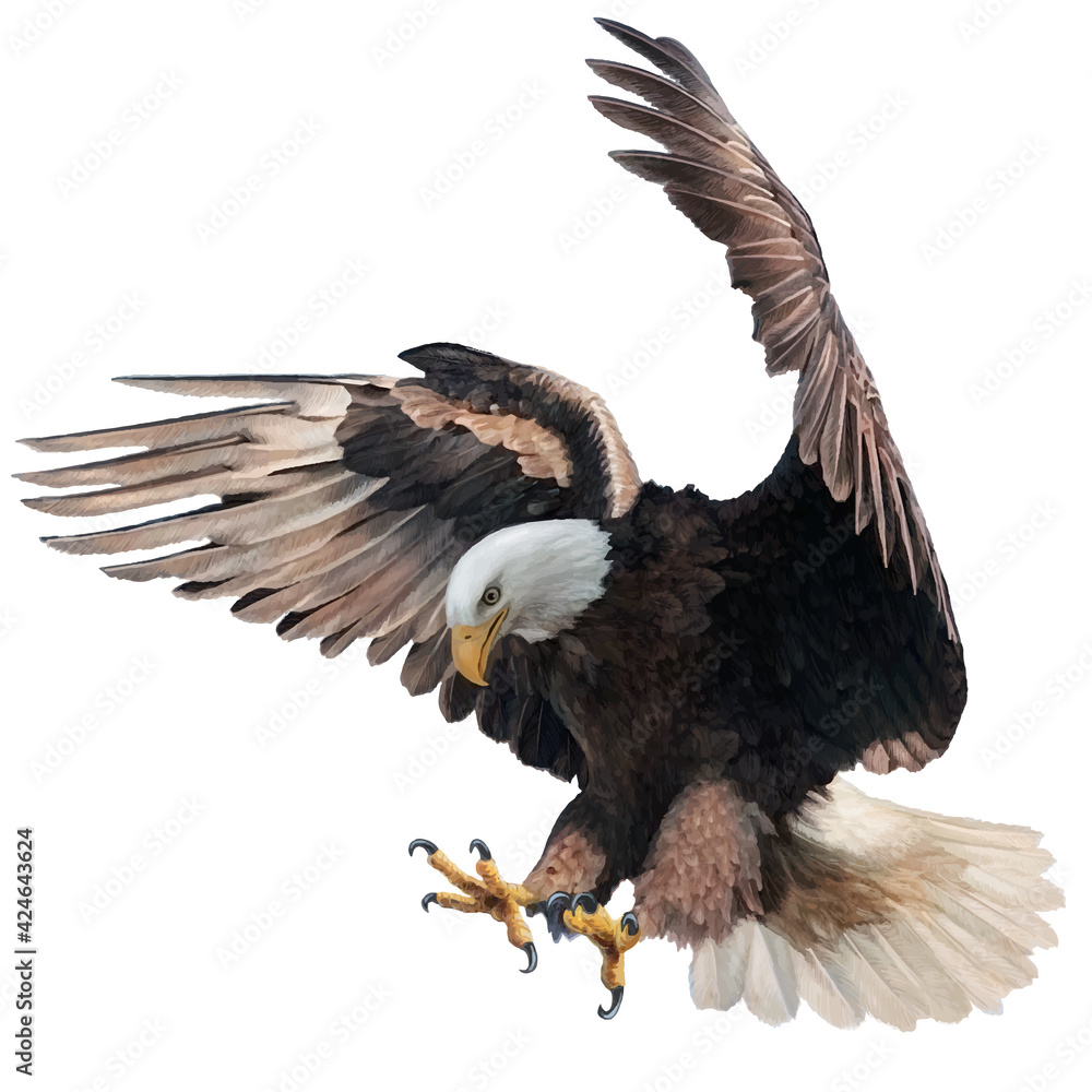 Bald eagle landing swoop attack hand draw and paint on white background