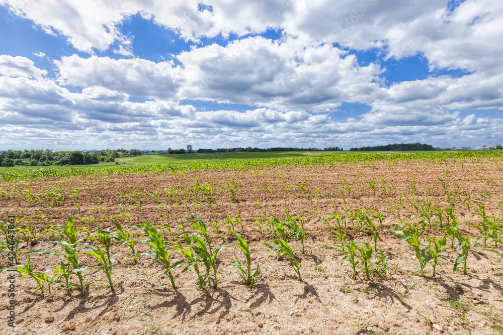 agricultural field with corn, agricultural in Eastern Europe agricultural field with corn, agricultural in Eastern Europe