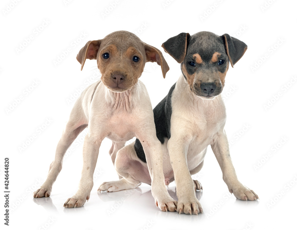 Obraz premium brazilian terriers in studio