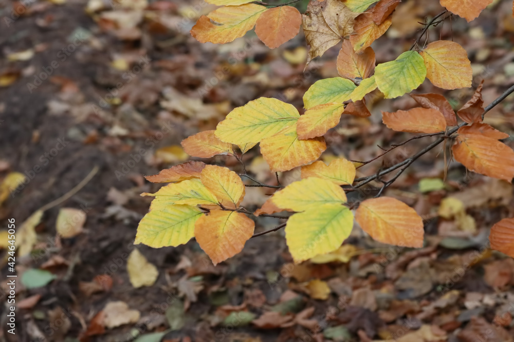 Autumn forest plant background Autumn forest plant background