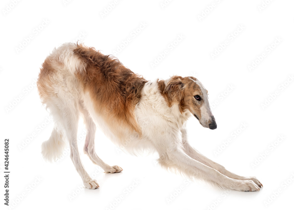 borzoi in studio