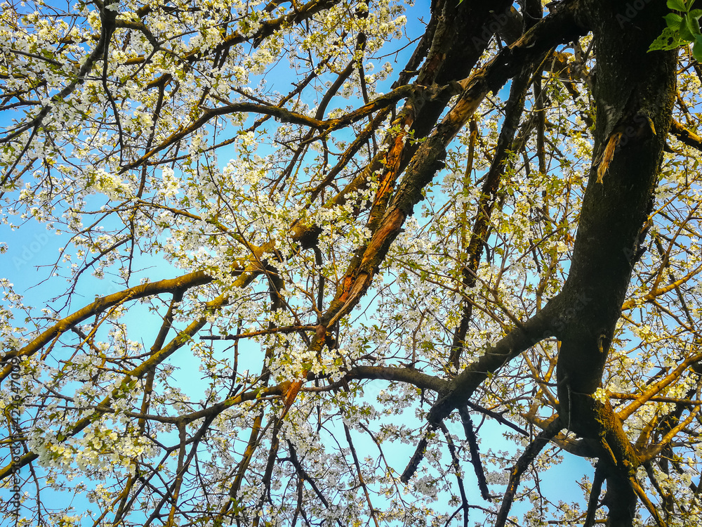 Obraz premium Background with branches of flowering cherry