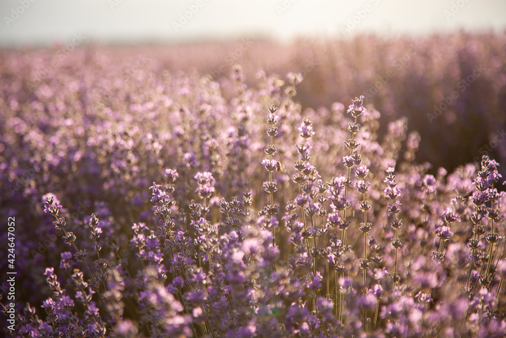 Obraz premium Closeup lavender bushes on sunset. Flowers of lavandula.
