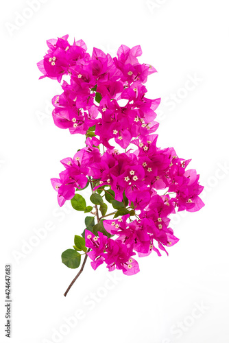 Fototapet Pink blooming bougainvillea on white background isolated