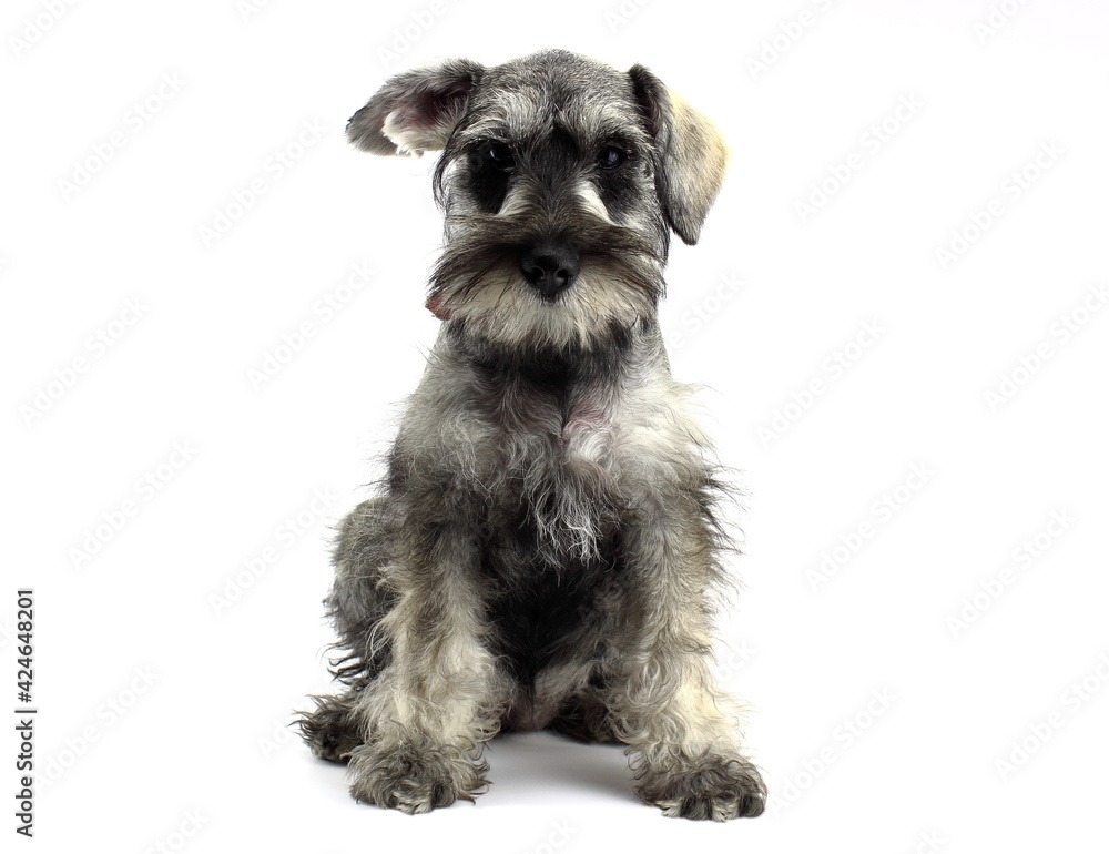 Schnauzer puppy sitting pointing with the ear and White background