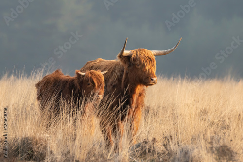 Beautiful Highland Cow cattle with calf (Bos taurus taurus) grazing in field. Veluwe in the Netherlands. Scottish highlanders in a natural  landscape. A long haired type of domesticated cattle. photo