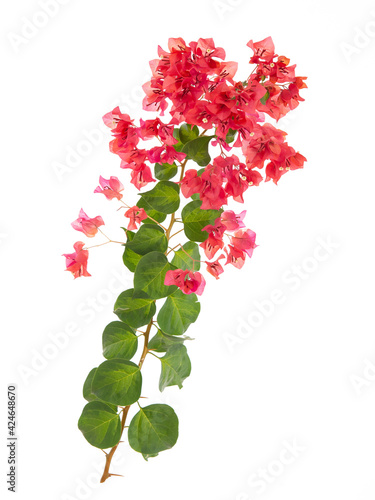 Obraz na płótnie Pink blooming bougainvillea on white background isolated