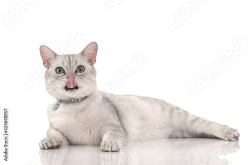 Cute british short hair cat looking at camera and licking lips