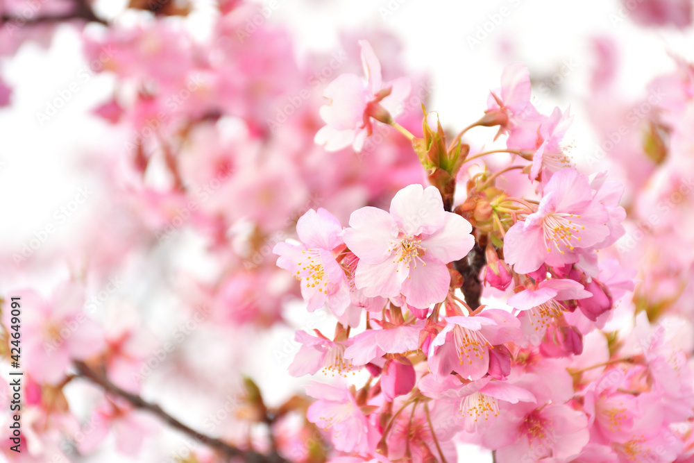 桜の花
