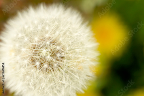 white Soft dandelion fluff  close-up
