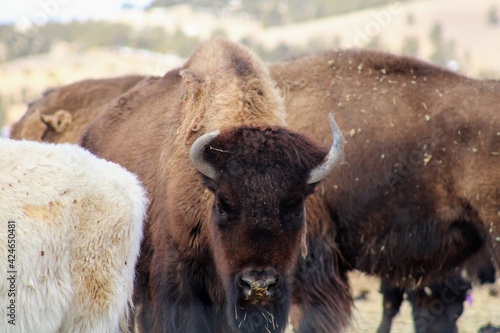 american bison grazing