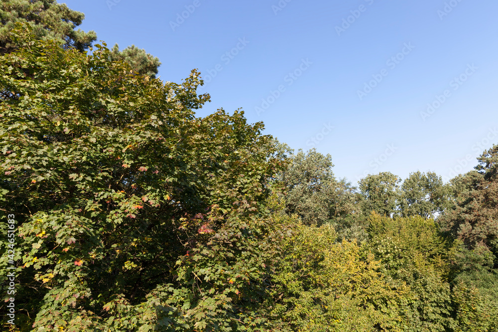 maple foliage in the autumn season during leaf fall maple foliage in the autumn season during leaf fall