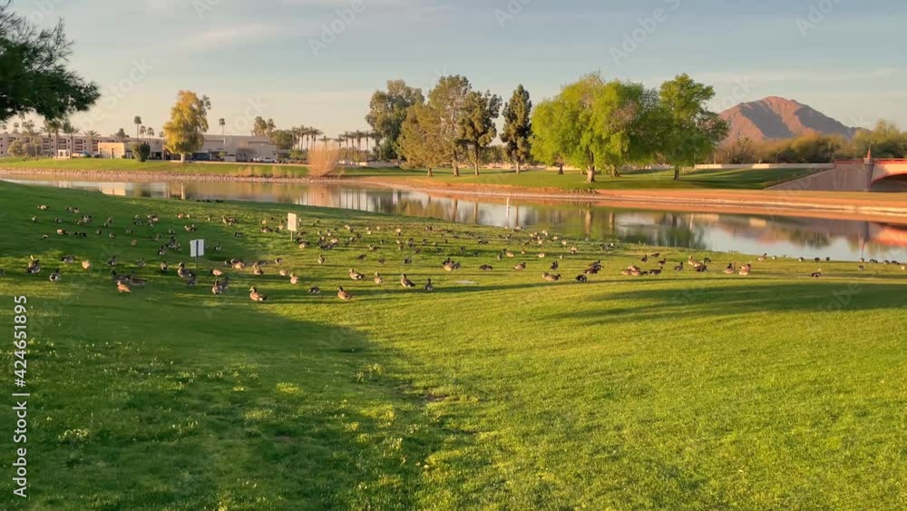 Hundreds of dicks gather in the early evening along the edge of a water hazard at McCormick Rance Golf Club, McCormick Ranch, Scottsdale, Arizona. Hundreds of dicks gather in the early evening along the edge of a water hazard at McCormick Rance Golf Club, McCormick Ranch, Scottsdale, Arizona.