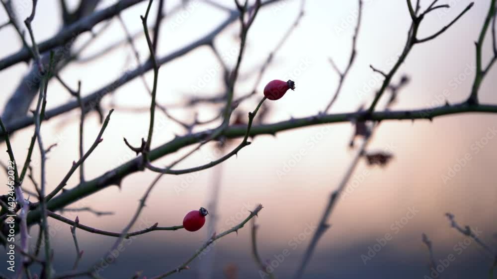 Wild red berries growing on tree shrubs in autumn, macro closeup Wild red berries growing on tree shrubs in autumn, macro closeup