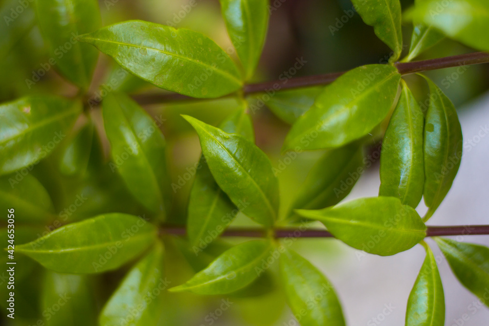 Obraz premium flowers and patterns