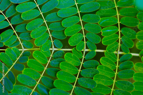 flowers and patterns