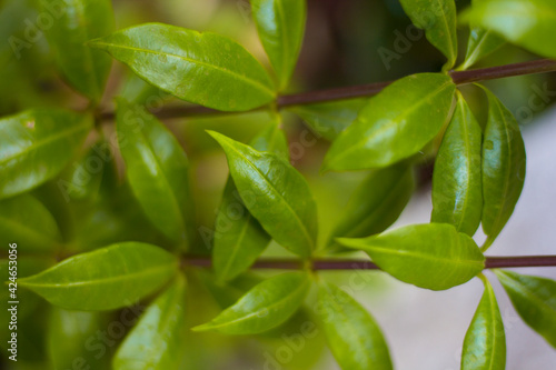 flowers and patterns