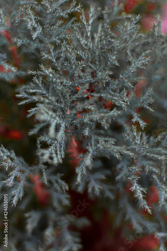 flowers and patterns