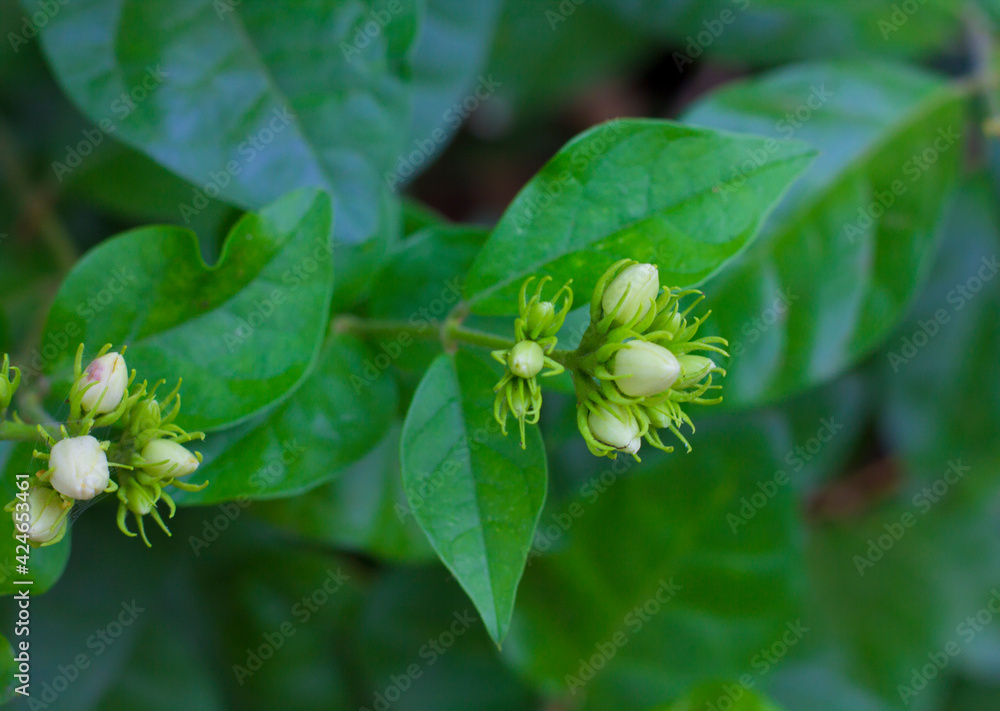 Obraz premium flowers and patterns