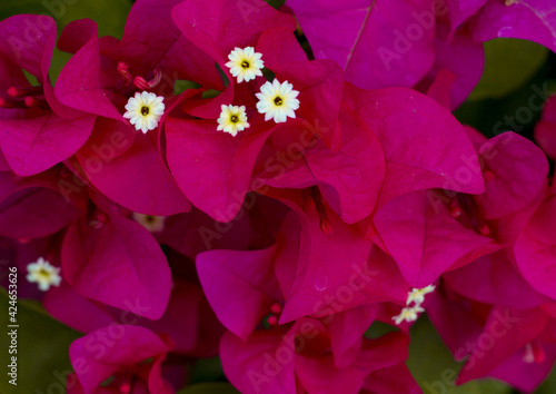 flowers and patterns